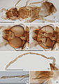 Kikiki sp. male, cleared on slide. 30 head anterodorsal + mesosoma and metasoma, dorsal 31 head, posterior 32 head from anterior, focused at different plane to show internal skeleton and mandibles 33 antenna 34 protarsus 35 genitalia, dorsolateral. Scale line = 100 μm, except Figures 34 and 35 = 50 μm.