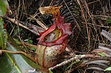 Nepenthes x alisaputrana Kinabalu N.x alisaputrana 10.jpg