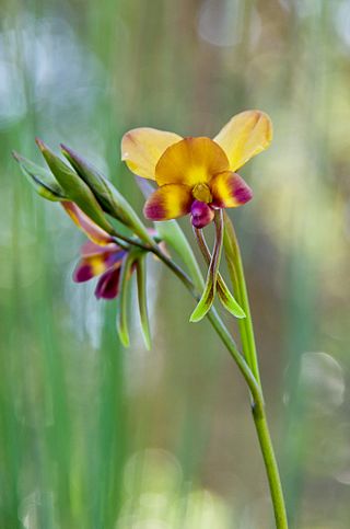 <i>Diuris corymbosa</i> Species of orchid