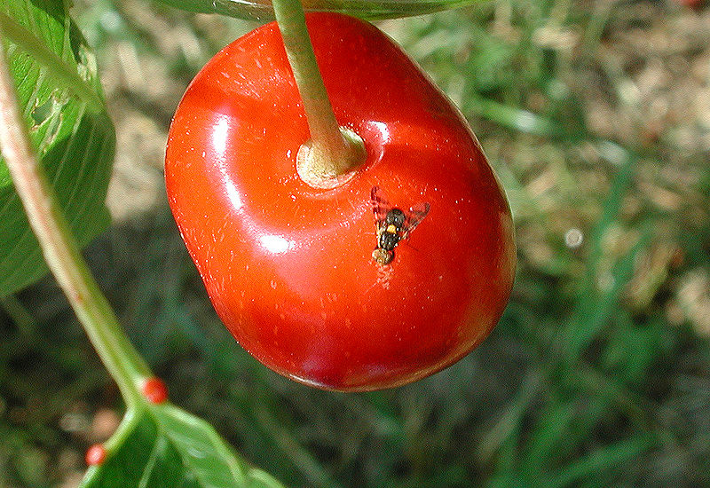 File:Kirschfruchtfliege.jpg