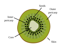 Kiwifruit's morphology Kiwi's morphology.svg