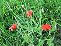 Klatschmohn (Papaver rhoeas)