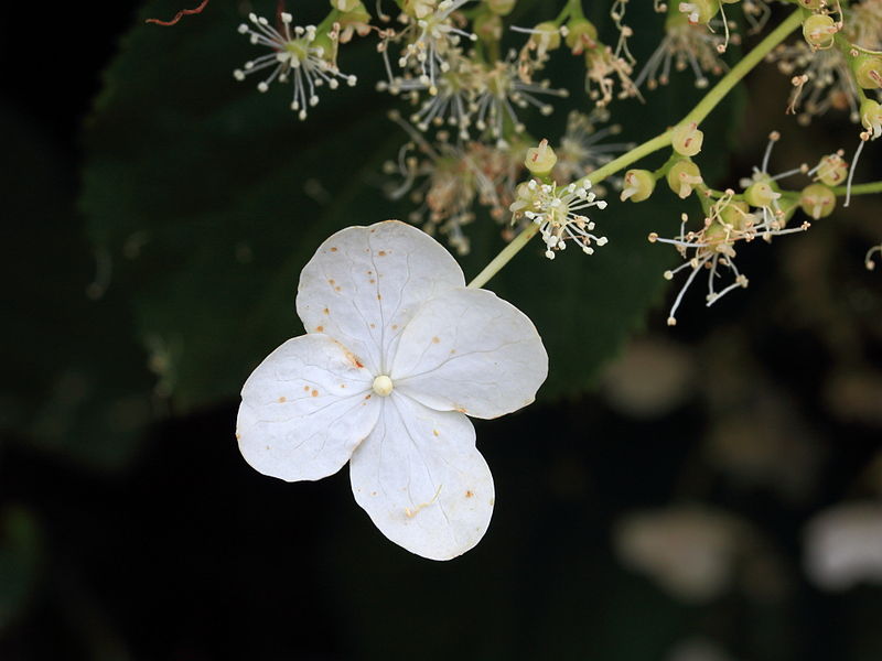 File:Klimhortensia of Hydrangea anomala petiolaris 01.JPG