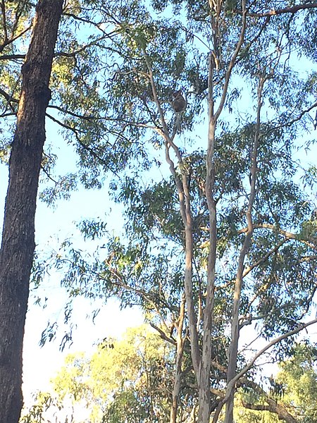 Koala in Coombabah Lake Conservation Park, 2018