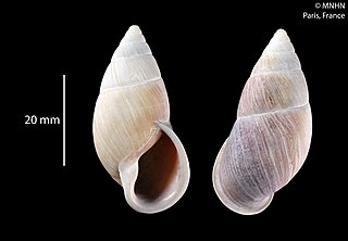 <i>Kora</i> (gastropod) Genus of gastropods