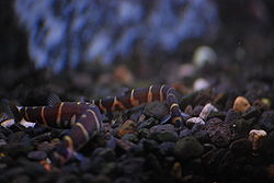 Kuhli loaches.jpg