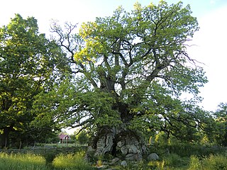 <span class="mw-page-title-main">Rumskulla oak</span> Oak tree in Kalmar County, Sweden