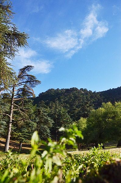 File:La foret des cedres de Theniet El Had Algerie 17.jpg