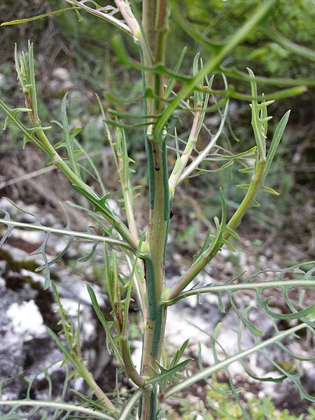 File:Lactuca viminea sl3.jpg