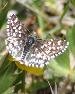 <i>Pyrgus ruralis lagunae</i> Subspecies of the two-banded checkered skipper (Pyrgus ruralis)