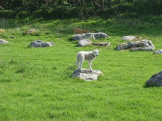 Lamb and sarsens, Piggle Dean Lamb and sarsens, Piggle Dean - geograph.org.uk - 411909.jpg