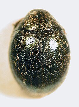 Lamprobyrrhulus nitidus