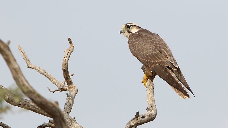 File:Lanner falcon, Falco biarmicus, at Kgalagadi Transfrontier Park, Northern Cape, South Africa (34415577232).jpg
