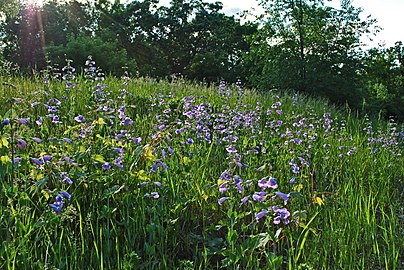 Large-Flowered Beard-Tongue (Penstemon grandiflorus) (9070942913).jpg