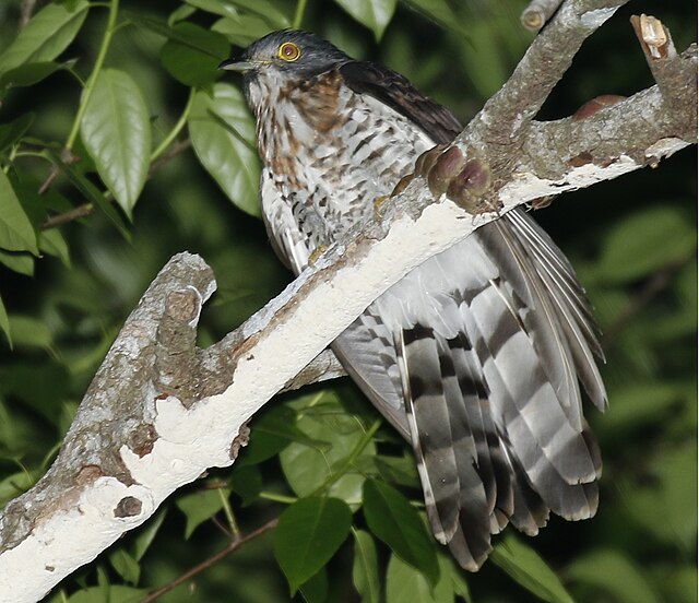 File:Large_Hawk-Cuckoo_2.jpg