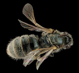 <i>Lasioglossum marinum</i> Species of bee