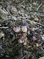 Lathraea clandestina seed pods