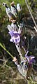 Lavandula latifolia flower (03).jpg