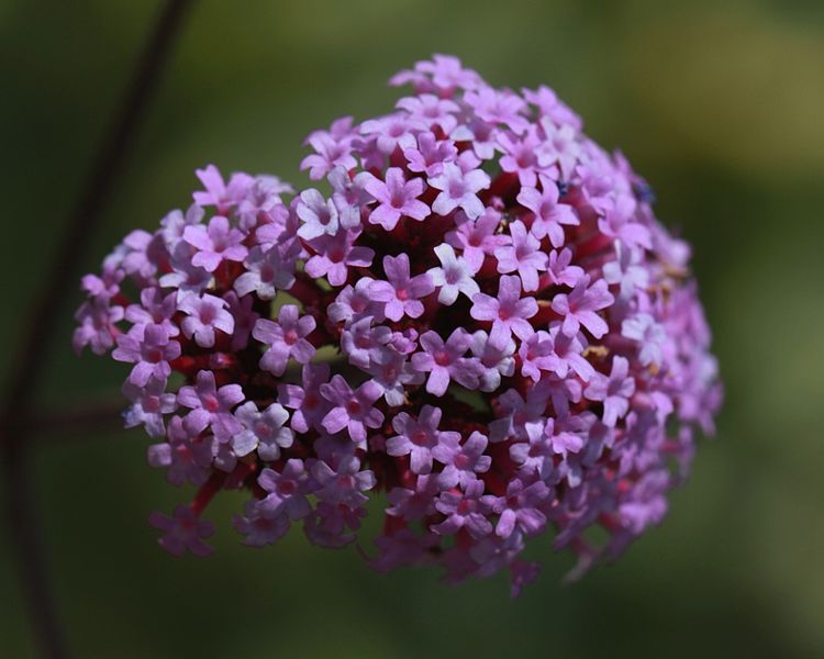 File:LeamingtonSpa Platform2 Verbena head.jpg