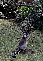 Gambar mini seharga Berkas:Lemur CIncin.jpg