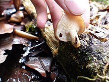 Lentinula boryana GBIF observation 4442592037.jpg