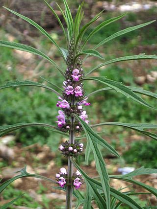 <i>Leonurus sibiricus</i> Species of flowering plant