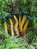 Thumbnail for Leotia atrovirens