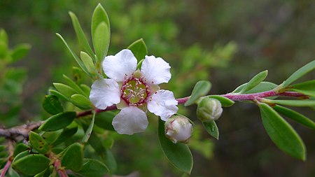 Leptospermum_trinervium