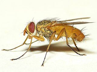 <i>Leskia aurea</i> Species of fly