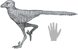 <i>Liaoningvenator</i> Extinct genus of dinosaurs