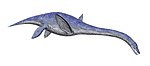 Libonectes