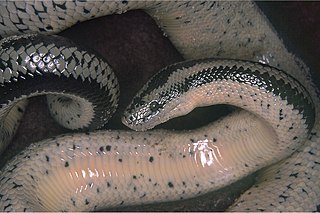 <span class="mw-page-title-main">Desert rosy boa</span> Species of reptile