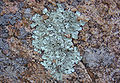 Lichene su granito. 15 aprile 2006.