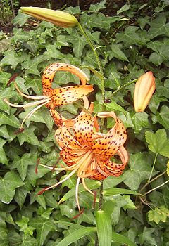 Lilium lancifolium