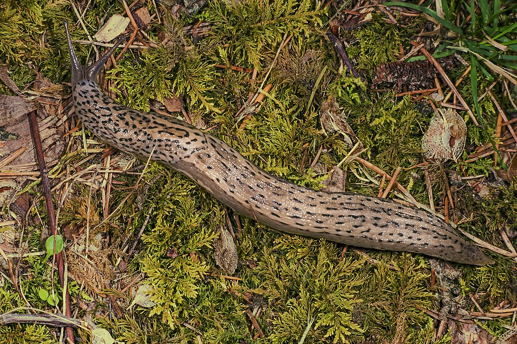 Limax maximus MHNT.jpg