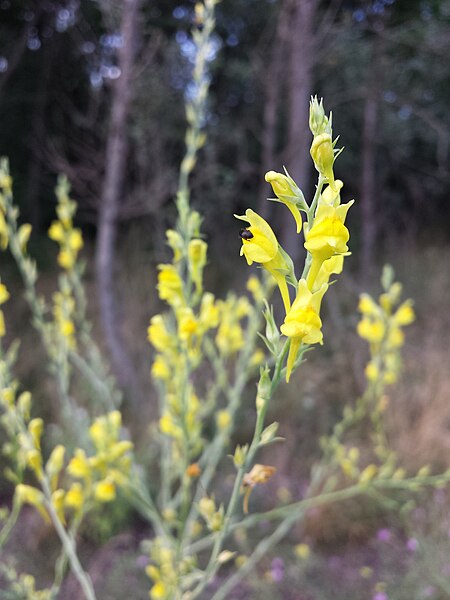 File:Linaria genistifolia sl4.jpg