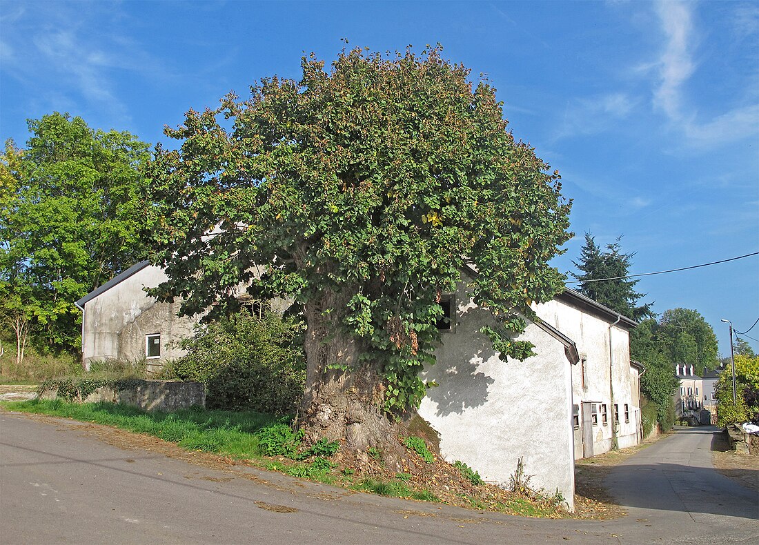 File:Linde und Kapelle in Reuland 01.jpg