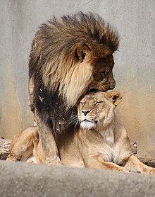 Coppia allo zoo di Louisville