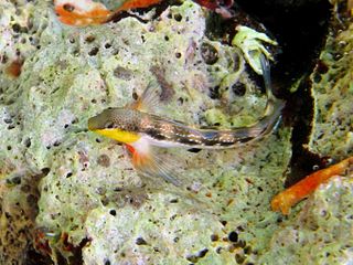 Adriatic blenny Species of fish