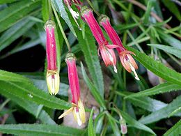 Lobelija (Lobelia laxiflora)