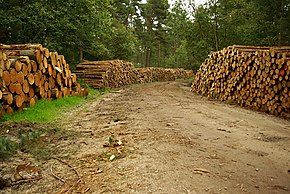 The Forestry Commission produces timber from state-owned forests Logging in Wykeham Forest - geograph.org.uk - 1226569.jpg