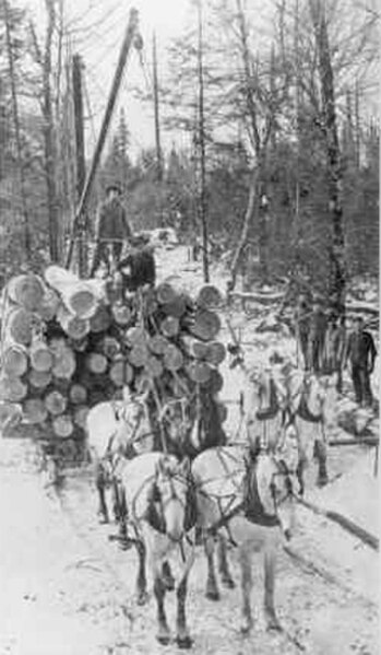 A crew hauling logs for the Fountain-Campbell Lumber Company in northwest Taylor County, 1909