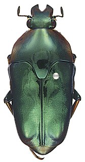 <i>Lomaptera</i> genus of insects