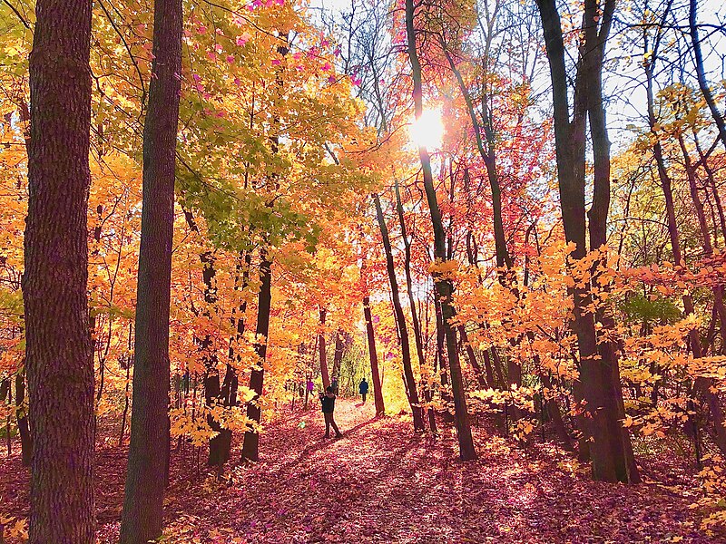 File:Lost in the Woods in Minnesota.jpg