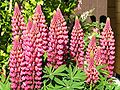 Lupine rot.jpg, located at (8, 17)