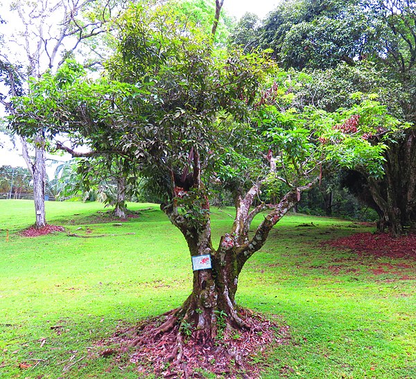 L. chinensis tree at Parque Municipal Summit in Panama