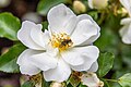 * Nomination Rosa 'Flowering White Carpet' at Lyme Hall --Mike Peel 00:53, 4 March 2024 (UTC) * Promotion  Support Good quality. --Tagooty 03:18, 4 March 2024 (UTC)