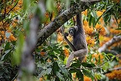 Müller's Gibbon 0A2A2463.jpg