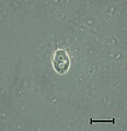 Codosiga sp. cell