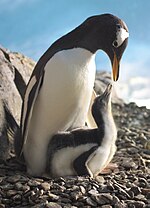Miniatura para Pinguim-gentoo
